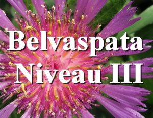 Séminaire en ligne d'Initiation au Belvaspata Niveau III